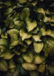 Hostas Leaves