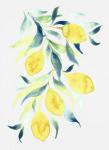 Watercolor Lemons