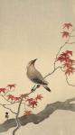 Japanese Waxwing on Maple, 1900-1936