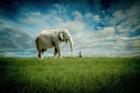 Elephant Follow Me