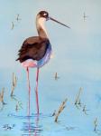 Black Neck Stilt III