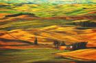 Palouse #22