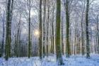 Frosty Forest