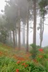 Forest of The Flowers