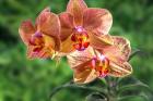 Orange Orchid