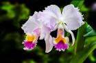 White, Yellow and Fuchsia Orchids