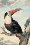 Red-billed Toucan, c. 1748