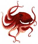 Giant Pacific Octopus - Red