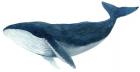 Humpback Whale - Blue