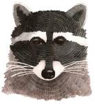 Raccoon