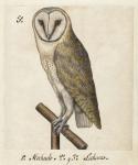 Barn Owl, 1560-1585