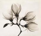 Branch with Four Magnolias, 1910-1925