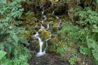 Fern Waterfall