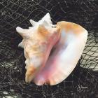Conch Shell With Net