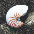 Nautilus Shell With Net