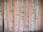 Birch Logs On Pink