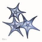 Blue Three Starfish