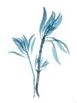 Blue Leucadendron