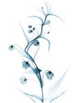Blue Globe Lily