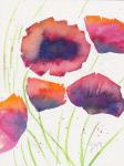 Poppies July
