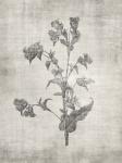 Sepia Botanical 4