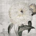 Traditional Peony