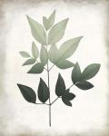 Vintage Botanical Greens 2