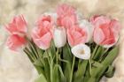 Pink And White Tulips