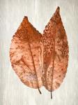 Copper Leaves 2