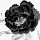 Black and White Bloom 3