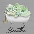 Breathe Succulent