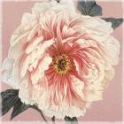 Spring Eden Peony