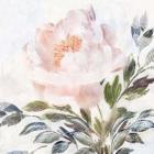 Peony Melody