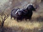 Dugga Boys Caped Buffalo