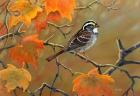 Whitethroated Sparrow