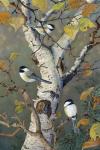 Chickadees In Birch