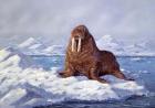 Walrus