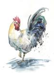 Rooster Splash I