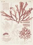 Antique Coral Seaweed IV