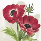 Crimson Anemones I