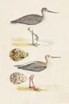 Sandpipers & Eggs I