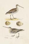 Sandpipers & Eggs III