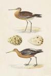 Sandpipers & Eggs IV