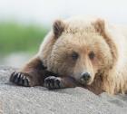 Bear Life IV