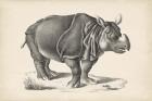 Rhinoceros