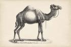 Dromedary