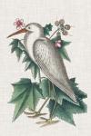 Catesby Heron III