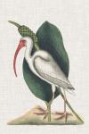 Catesby Heron VI