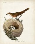 Lesser White-Throat and Nest