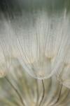 Macro Dandilion III